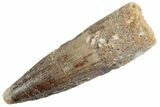 Fossil Spinosaurus Tooth - Real Dinosaur Tooth #368083-1
